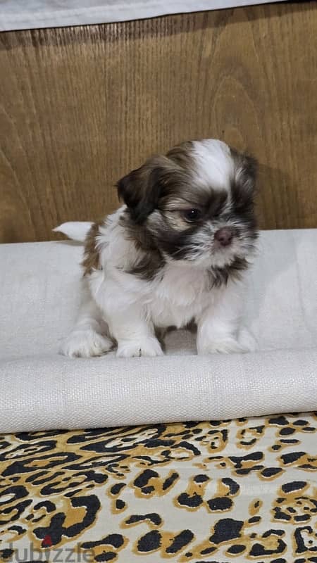 Red nose pure Shihtzu puppy 100% 6