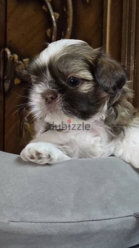 Red nose pure Shihtzu puppy 100% 7