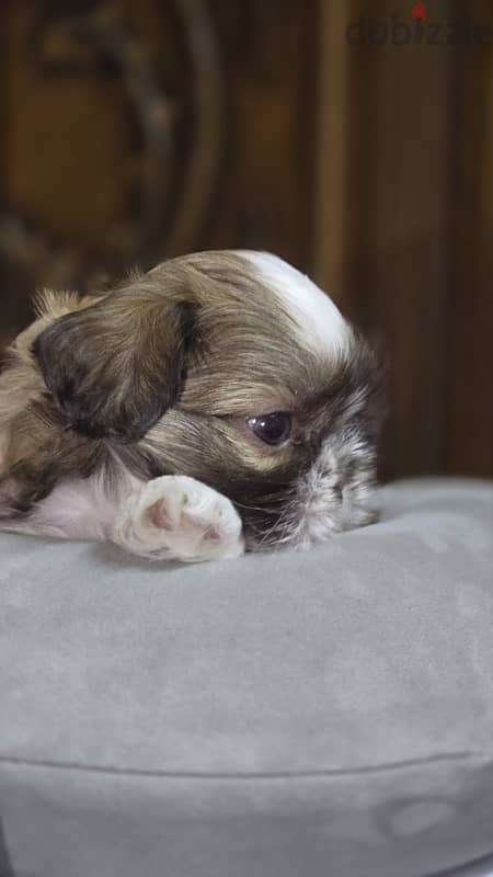 Red nose pure Shihtzu puppy 100% 8