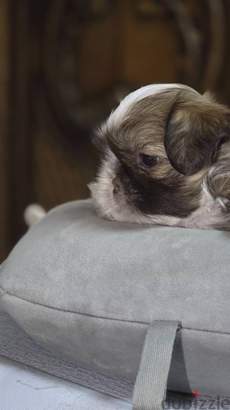 Red nose pure Shihtzu puppy 100% 9