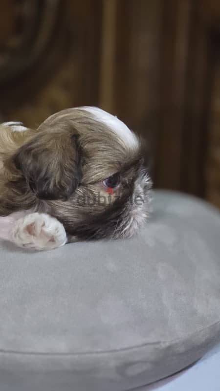 Red nose pure Shihtzu puppy 100% 10