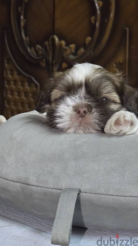 Red nose pure Shihtzu puppy 100% 11