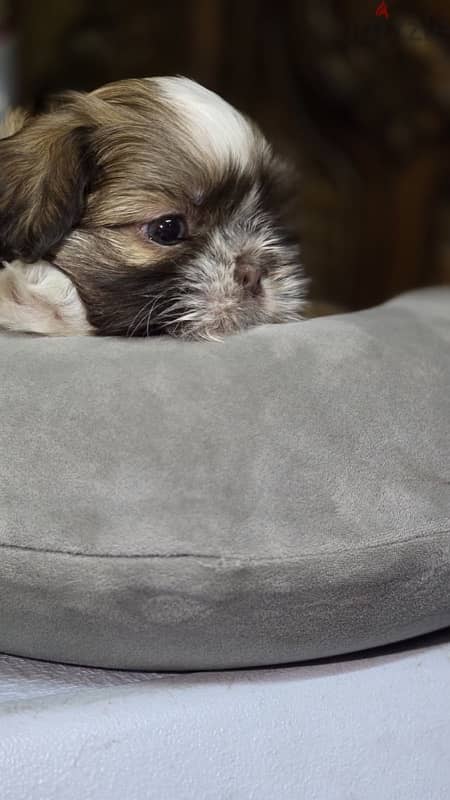 Red nose pure Shihtzu puppy 100% 12