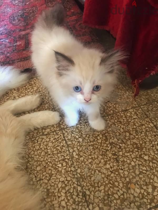 Ragdoll kitten/s 2