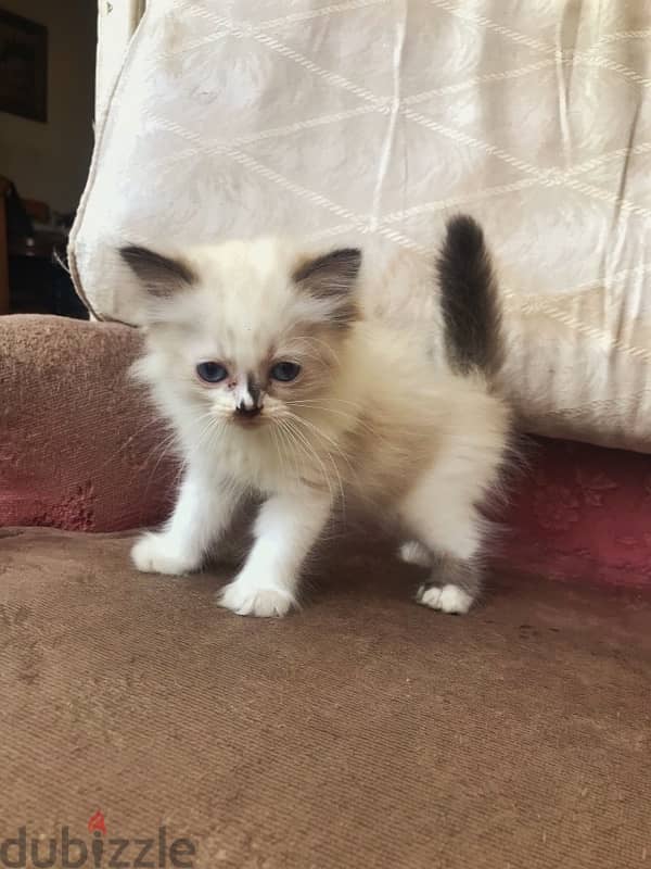 Ragdoll kitten/s 4