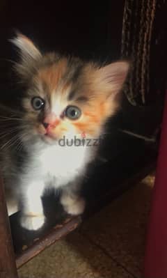 calico kitten 0