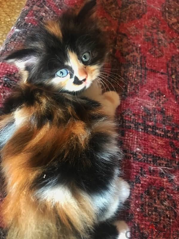 calico kitten 1