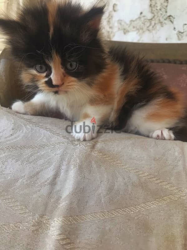 calico kitten 2