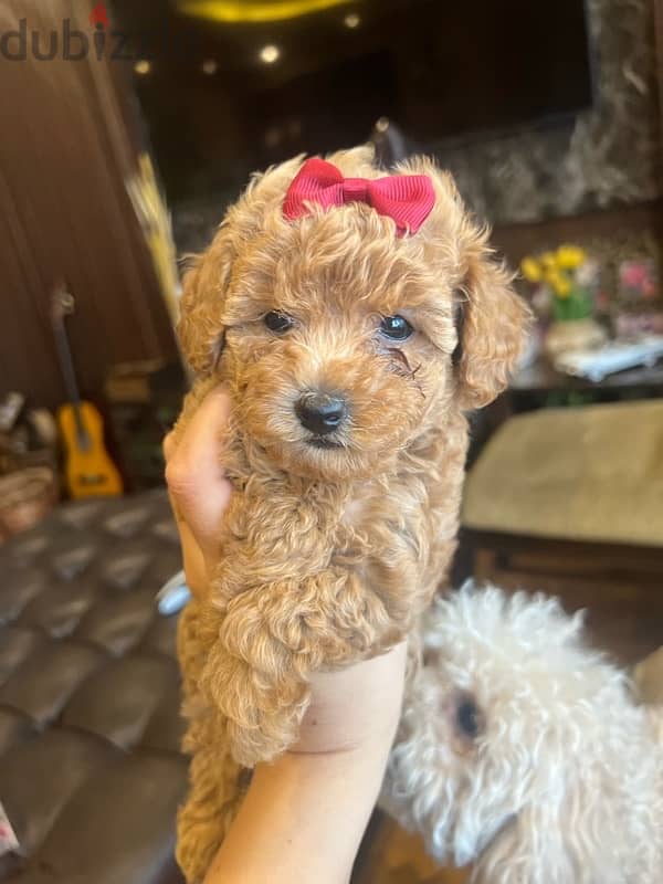 tea cup poodle 500 grams 1