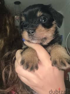 maltese puppies mixed with mini pinscher