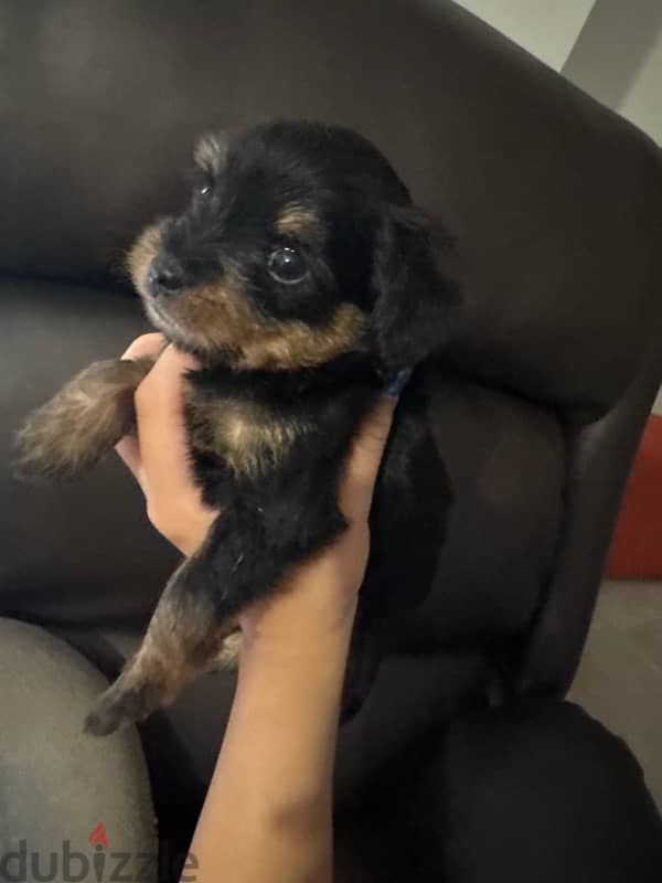 maltese puppies mixed with mini pinscher 1