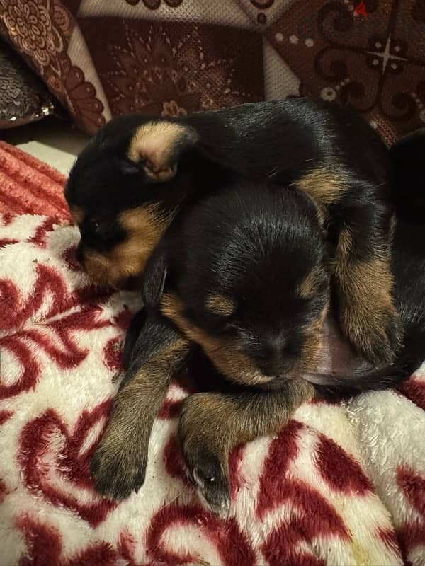 maltese puppies mixed with mini pinscher 2