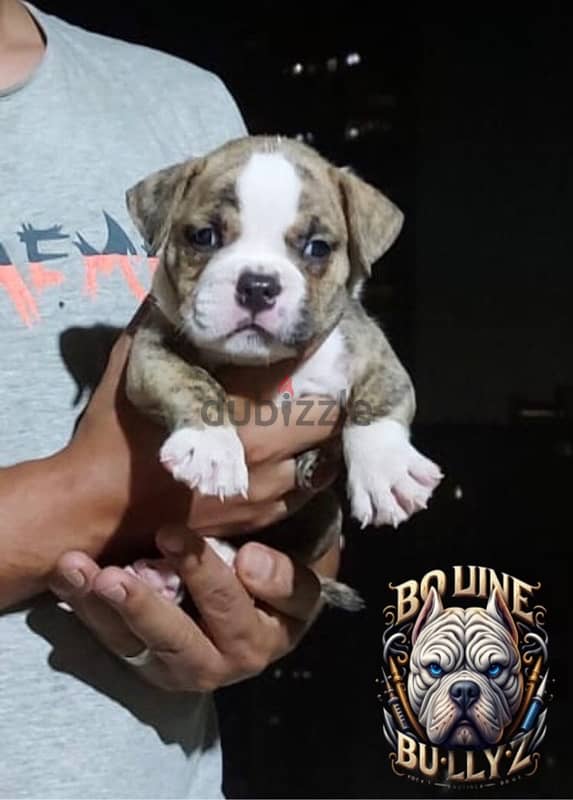 American bully 1