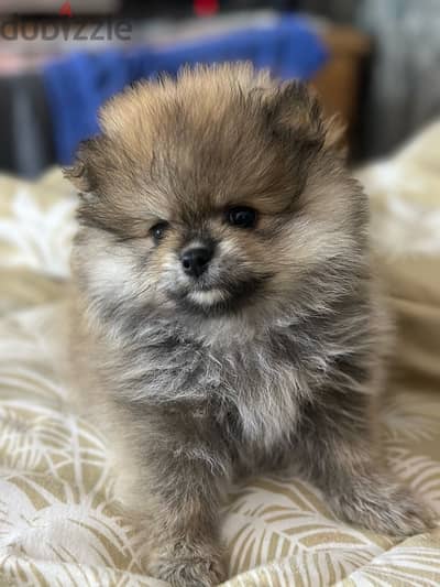 pure Pomeranian puppies