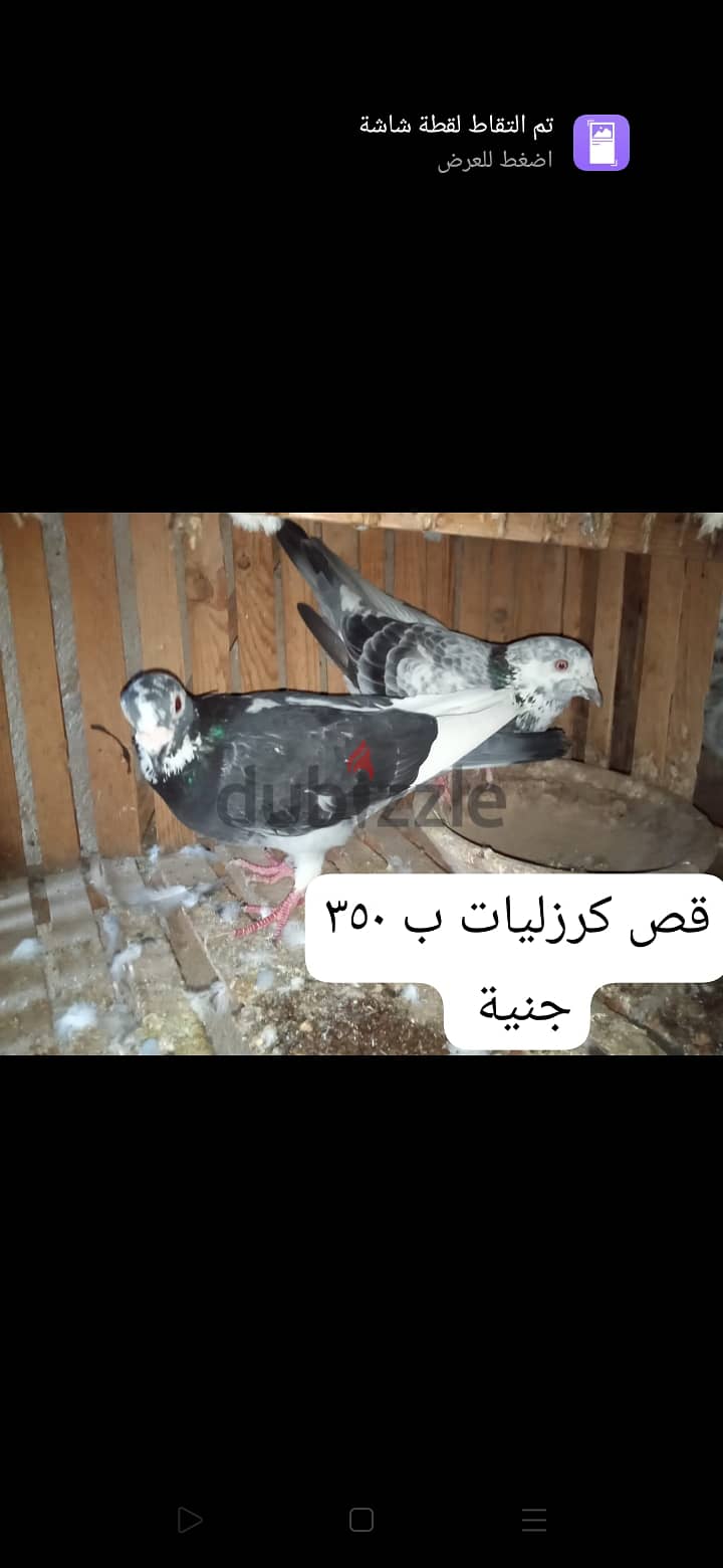 طيور حمام 3