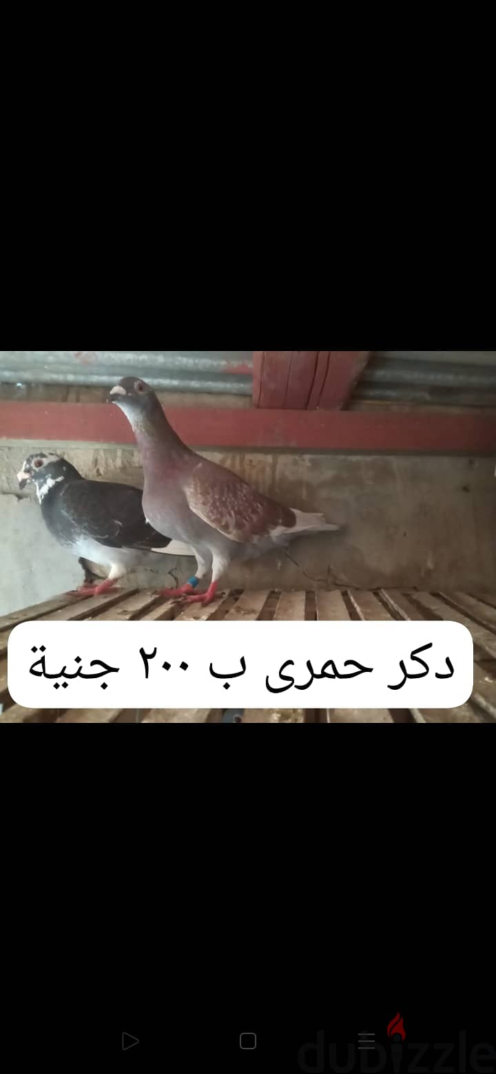 طيور حمام 4