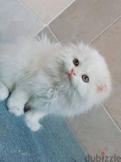 male Scottish fold long hair 45 days