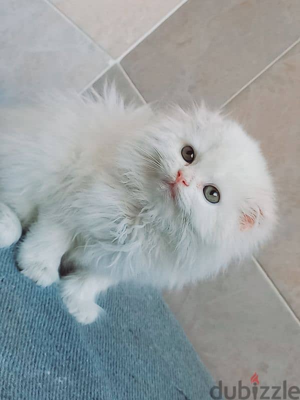 male Scottish fold long hair 45 days 0