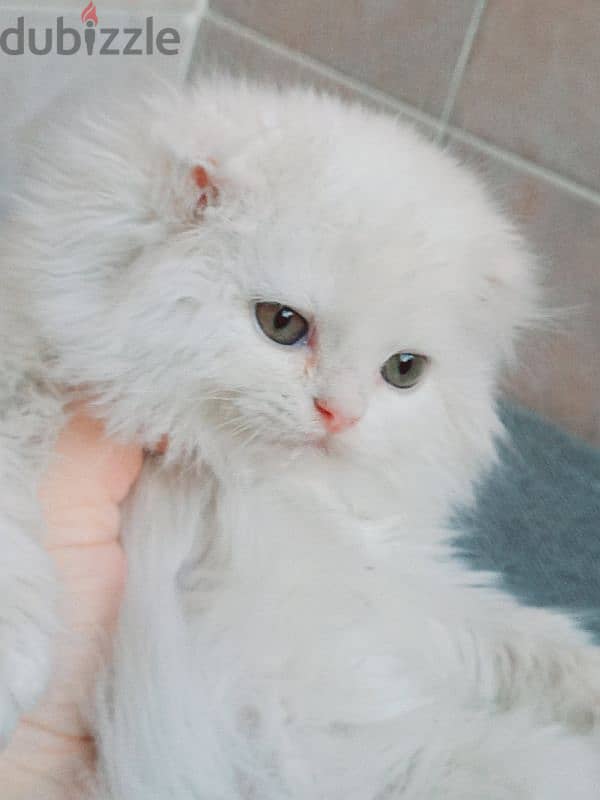 male Scottish fold long hair 45 days 1