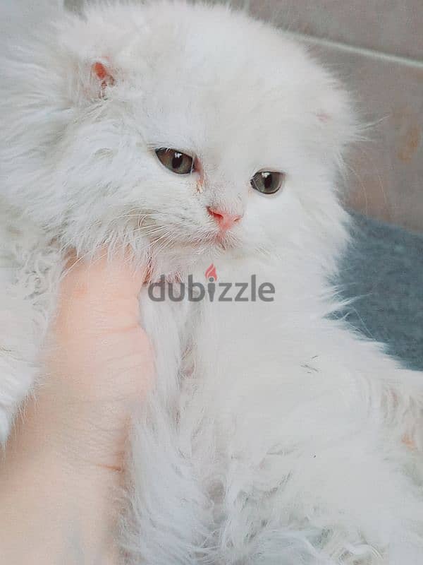 male Scottish fold long hair 45 days 3