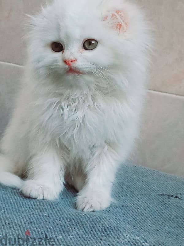 male Scottish fold long hair 45 days 4