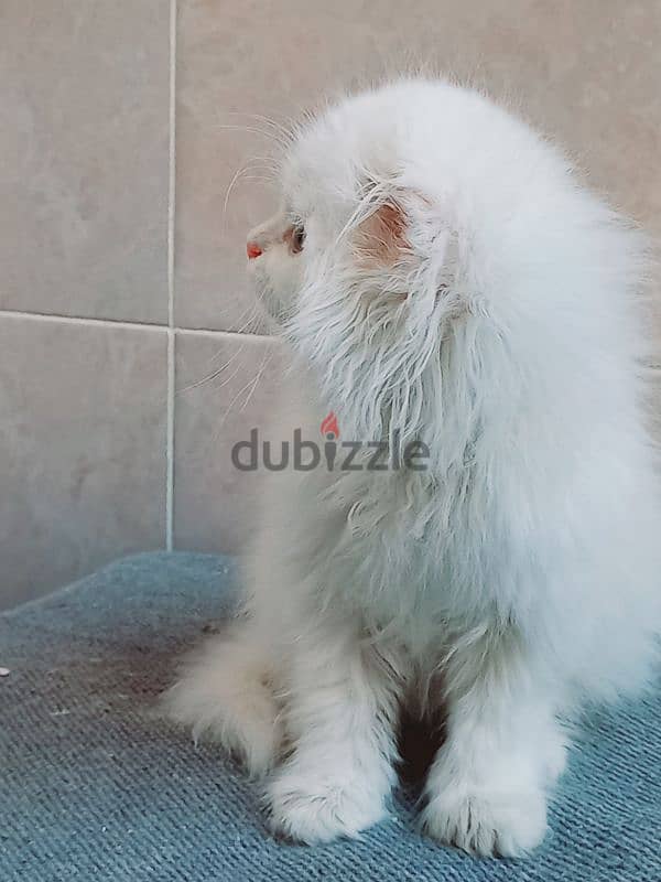 male Scottish fold long hair 45 days 5