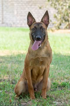 Male malinois جرو مالينوا ٦ شهور 0