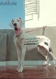 للبيع بنت جريت دان great Dane جريد دان 0