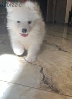 جراوي سامويد للبيع Samoyed puppies for sale 0