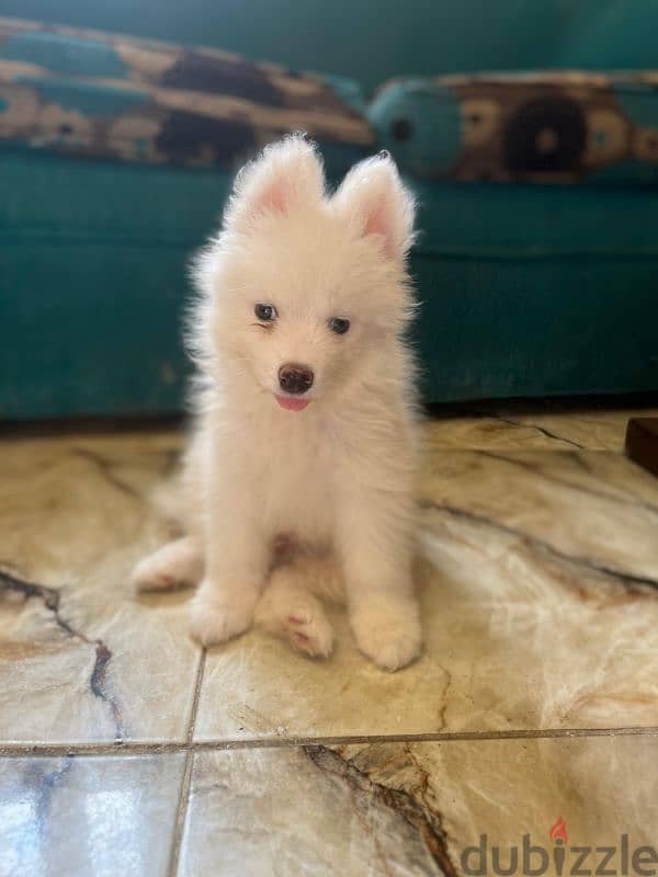 جراوي سامويد للبيع Samoyed puppies for sale 1