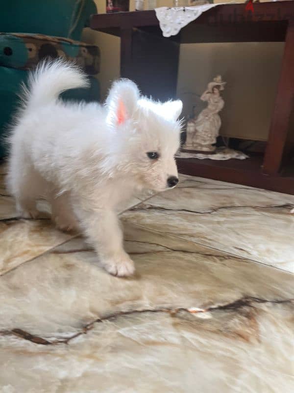 جراوي سامويد للبيع Samoyed puppies for sale 2