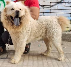 Chow chow تشاو تشاو