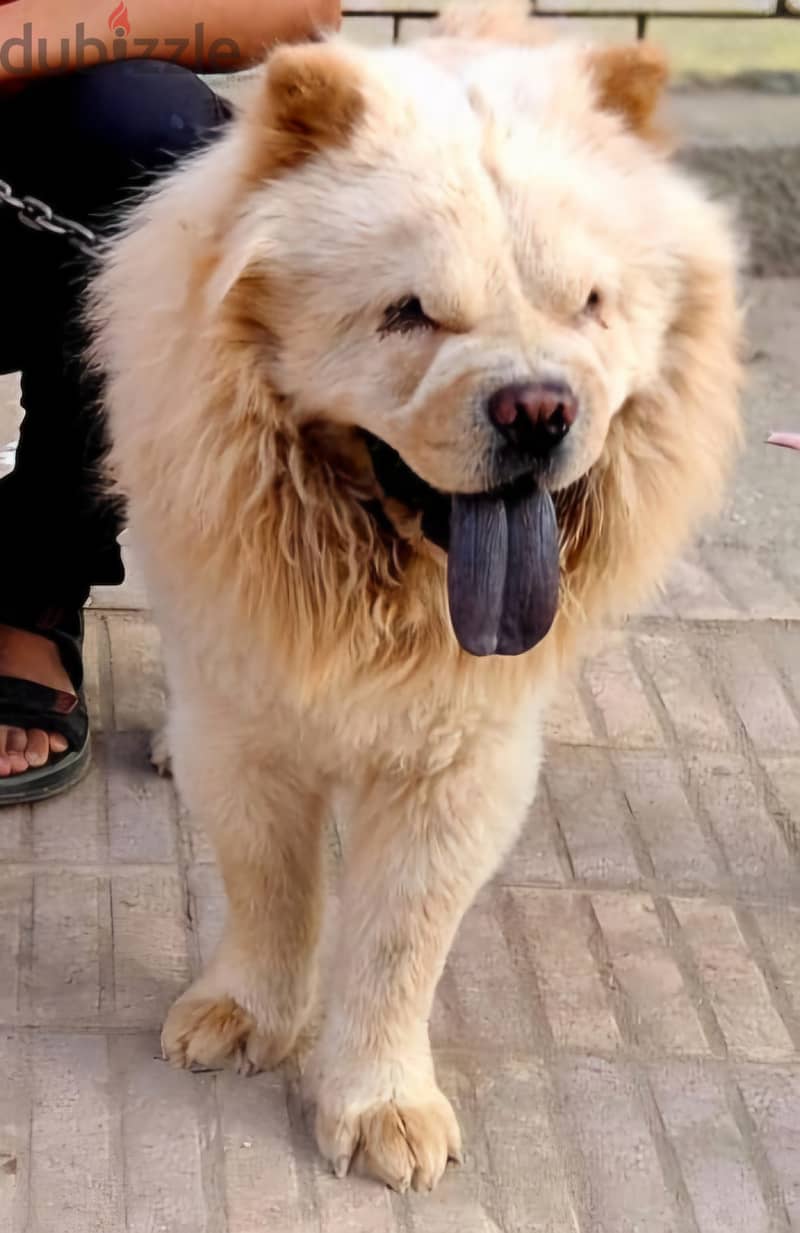 Chow chow تشاو تشاو 1