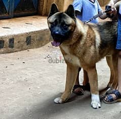 American akita 10 manth 0