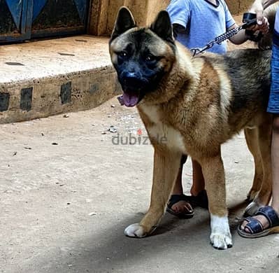 American akita 10 manth