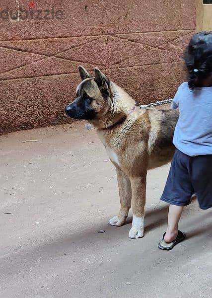 American akita 10 manth 1