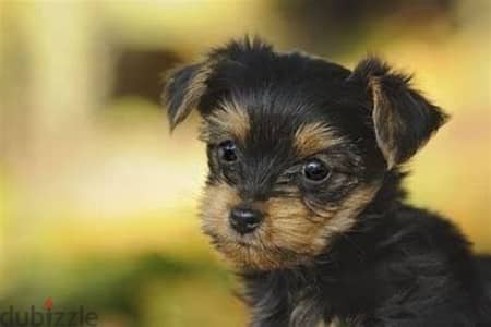 مينى يورك شاير مستوى يوركشاير  mini yorkshire puppies