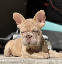 French Bulldog Puppy for Sale - Isabella Merle Color Very Top Quality 0