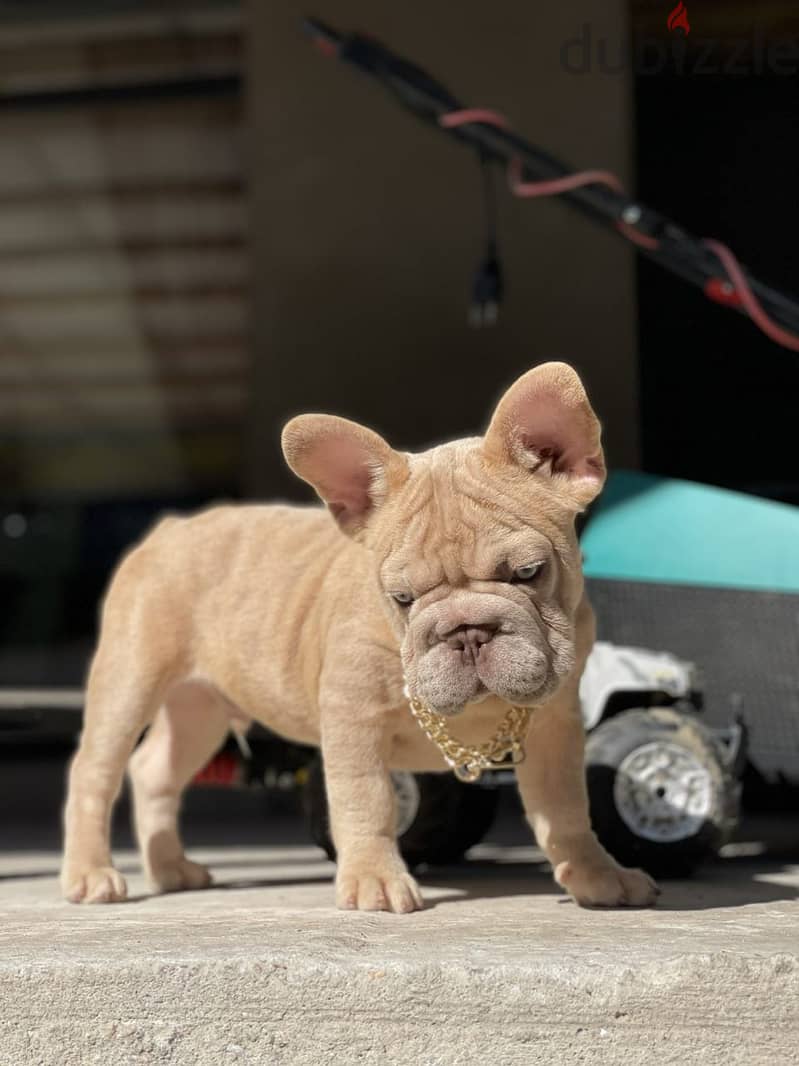 French Bulldog Puppy for Sale - Isabella Merle Color Very Top Quality 1