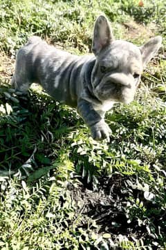 French Bulldog Puppy For Sale - Blue Merle Color