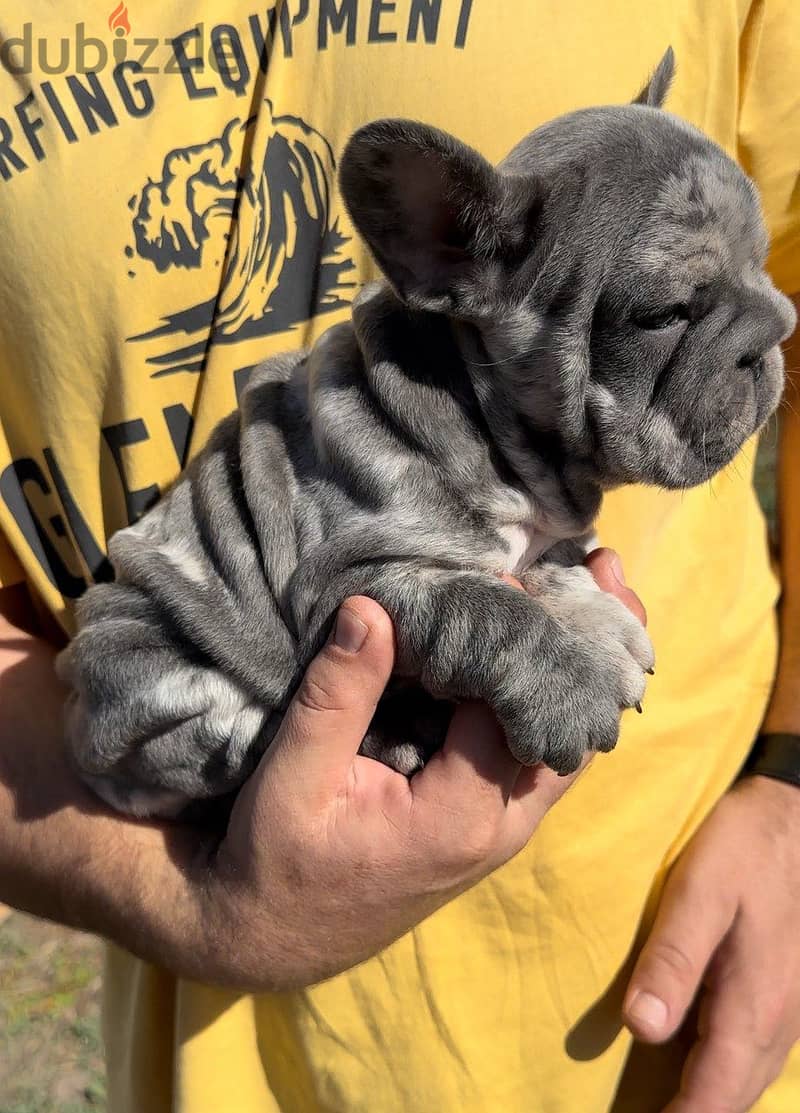 French Bulldog Puppy For Sale - Blue Merle Color 1