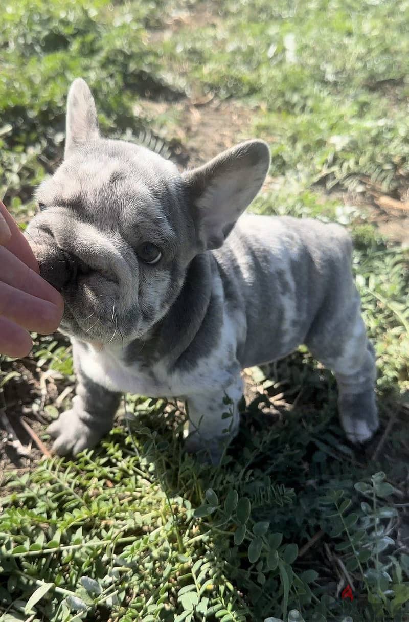 French Bulldog Puppy For Sale - Blue Merle Color 2