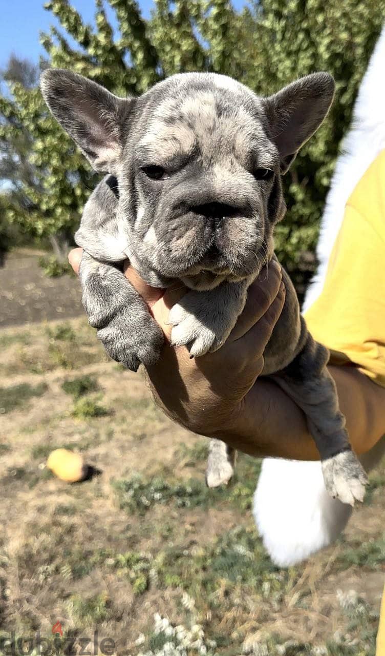 French Bulldog Puppy For Sale - Blue Merle Color 3