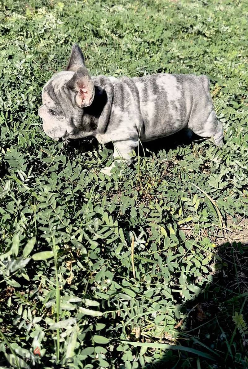 French Bulldog Puppy For Sale - Blue Merle Color 4