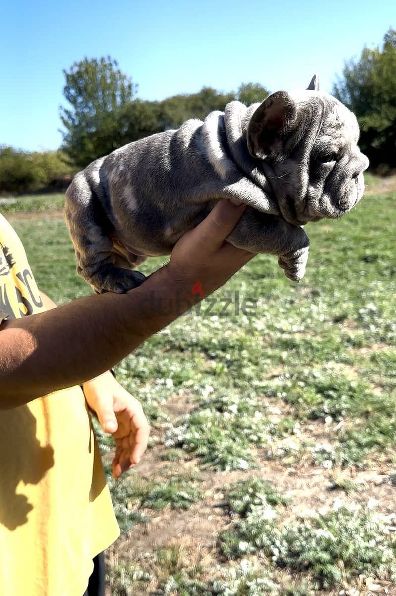 French Bulldog Puppy For Sale - Blue Merle Color 5