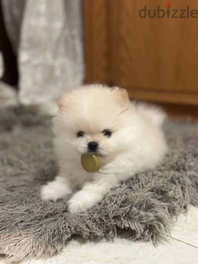 Pomeranian