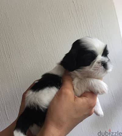 Havanese Puppies