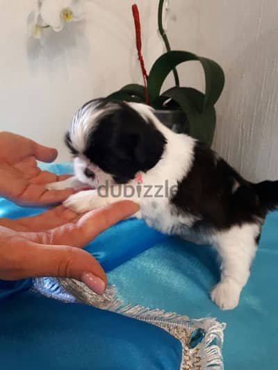 Havanese Puppies