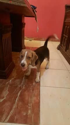 للبيع كلب بيجل بيور - pure beagle for sale