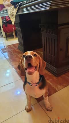 بيجل بيور - pure beagle 0